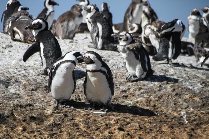 Half Day Boulders Penguins and Cape Point Small Group Tour - Cape of Good Hope