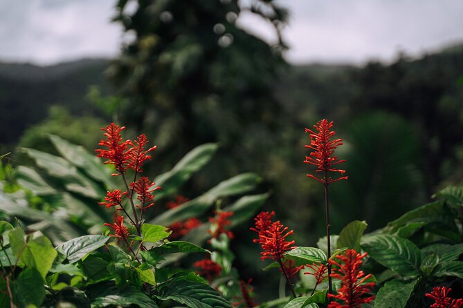 Half-Day El Yunque National Forest Tour From San Juan - Included Amenities