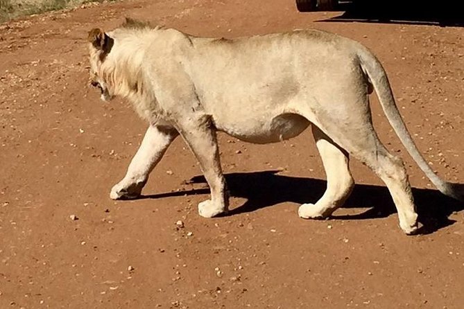 Half Day Safari From Johannesburg - Optional Soda/Pop Add-on