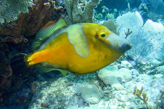 Half Day Snorkel Trip on Reefs in the Florida Keys - Guided Tour Highlights and Insights