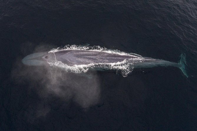 Half-Day Whale Watching Tour From Monterey - Tour Advantages