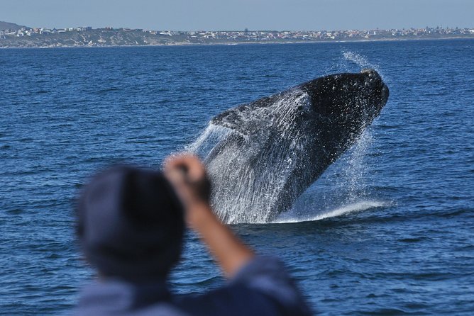 Hermanus Whale Watching Shared Boat Trip and Private Wine Tour From Cape Town - Penguin Colony Observation