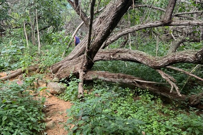 Hike Goto Flamingo Meer Trail & Explore North Bonaire - Highlights of the Hike