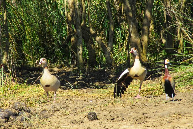 Hippo and Croc Boat Cruise in Saint Lucia With Pick-Up - Recommended Packing and Accessibility Information