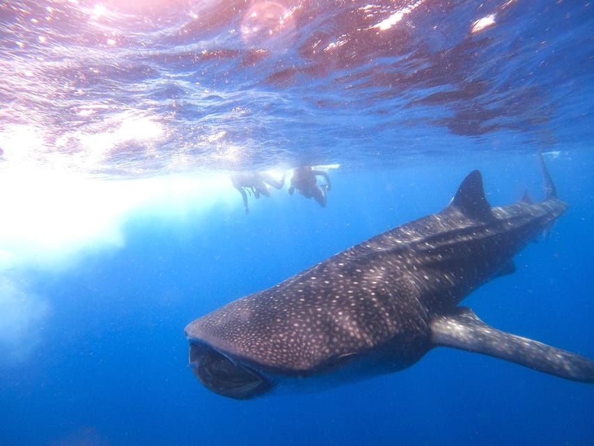 Holbox: Swimming With Wild Whale Sharks Boat Trip - Highlights of the Tour