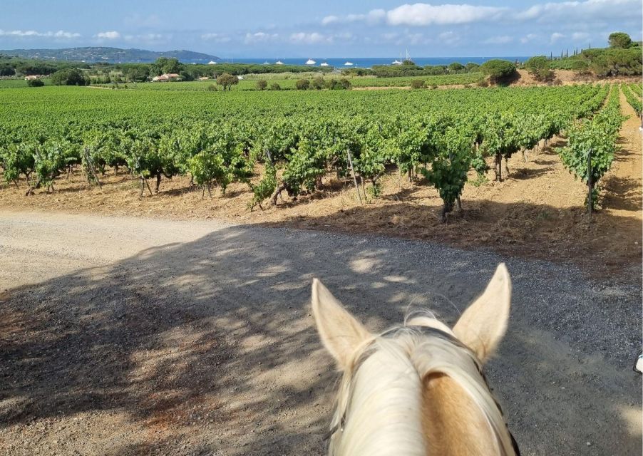 Horse Back Riding and Wine Tasting in Ramatuelle - Historical and Cultural Background