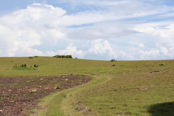 Horseback Riding Adventure Tour in St. Lucia - Well-Cared-For Horses