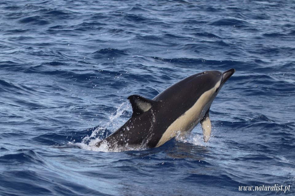 Horta: Whale and Dolphin Watching Expedition - Tour Duration and Timing