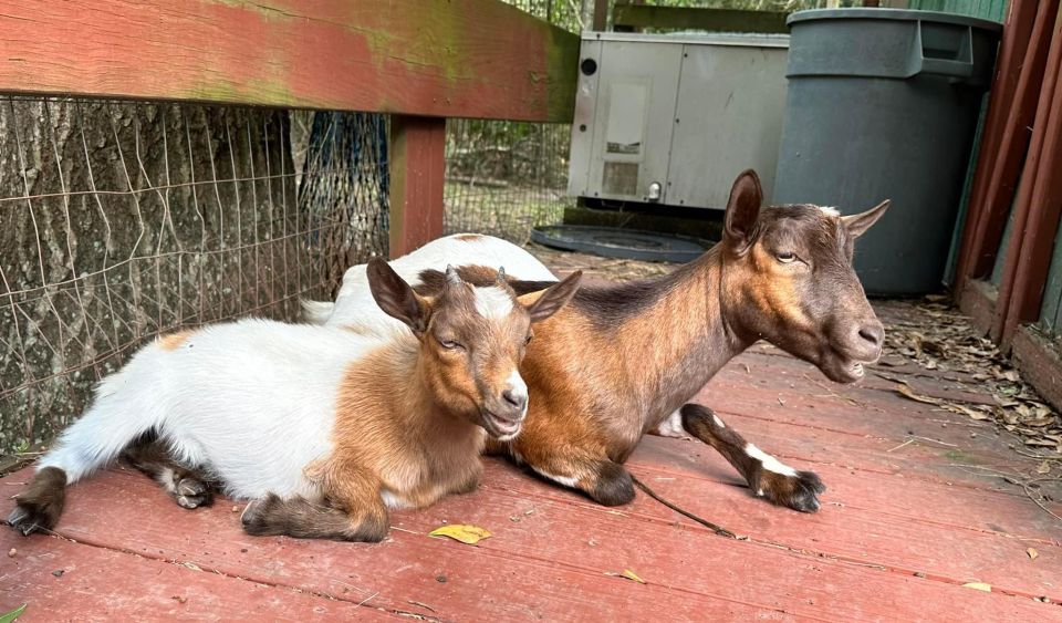 Houston: Adorable Mini Goats Experience E - Frequently Asked Questions