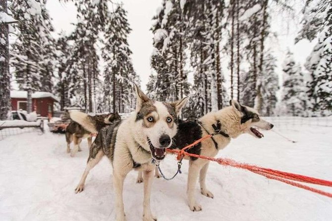 Husky Safari From Levi 2 KM or 5 KM With Husky Sledge Ride - Thermal Outerwear