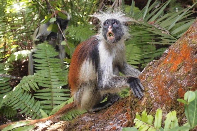 Jozani Forest Reserve Half-Day Guided Tour From Zanzibar - Forest Trails and Trees