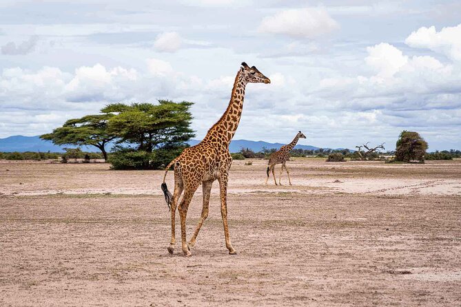 Kilimanjaro Bike Park Safari - Positive Reviews