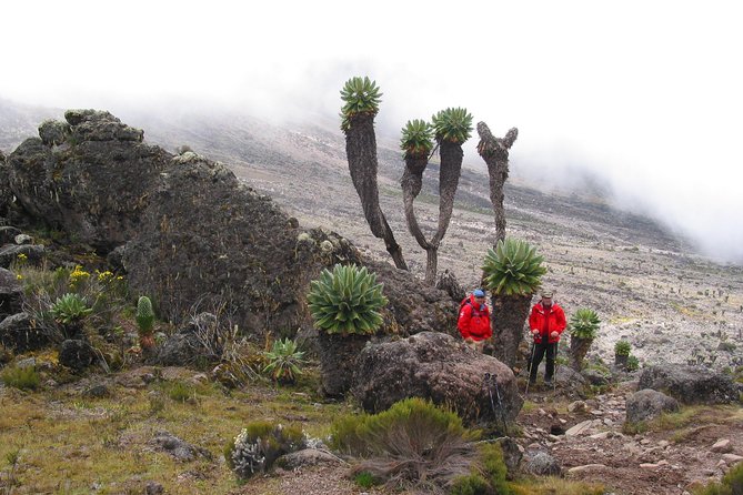 Kilimanjaro Climb • Lemosho Route ~ 12 Day - Route Details and Duration