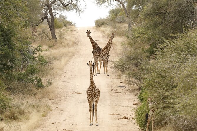 Kruger National Park Afternoon Private Safari - Cancellation and Refund Policy