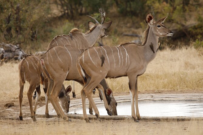 Kruger National Park Full Day Private Safari - Reviews