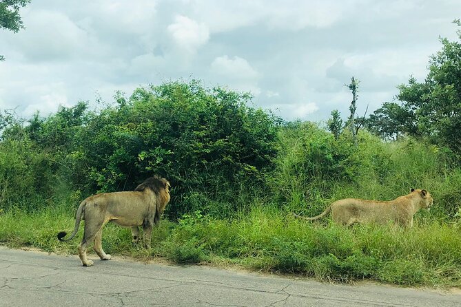 Kruger National Park Full-Day Tour - What to Expect