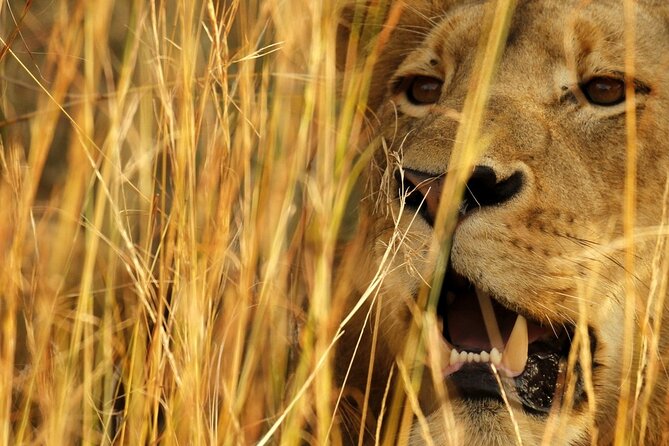 Kruger National Park in a Open Safari Vehicle - Full Day - Park Ecosystem