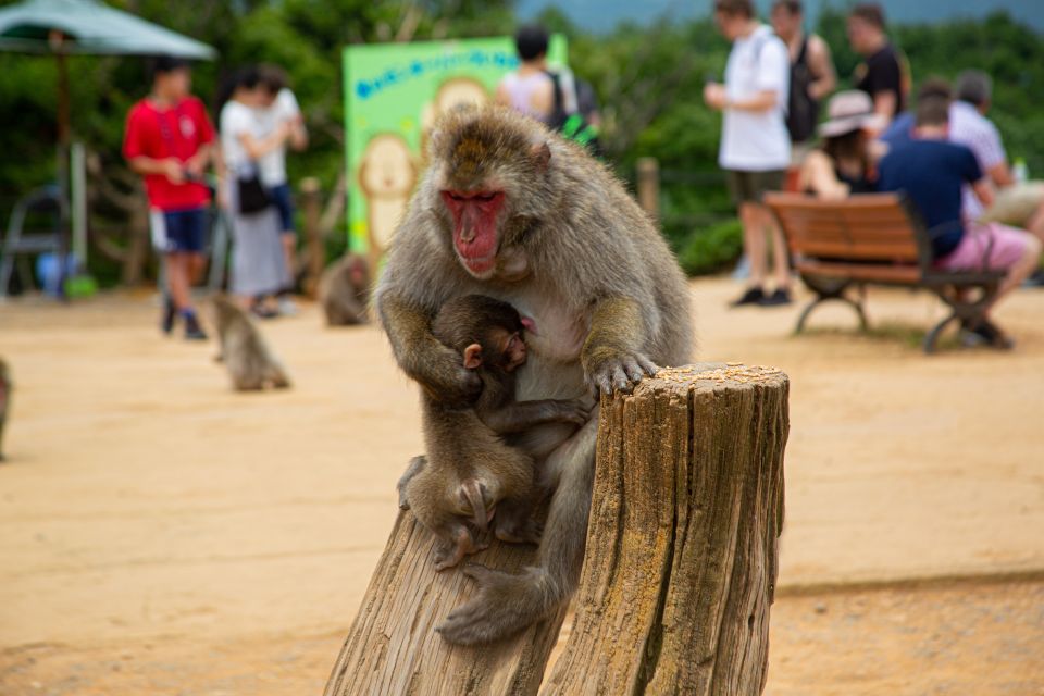 Kyoto: Arashiyama Bamboo, Temple, Matcha, Monkeys, & Secrets - Tenryuji Temple