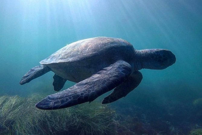 La Jolla Sea Caves Kayak Tour For Two (Tandem Kayak) - Accessibility and Health Considerations