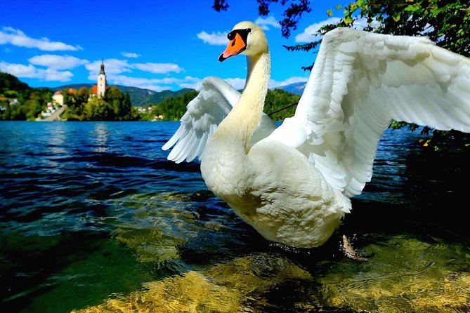 Lake Bled Half Day Excursion From Ljubljana - Indulging in Bled Cream Cake