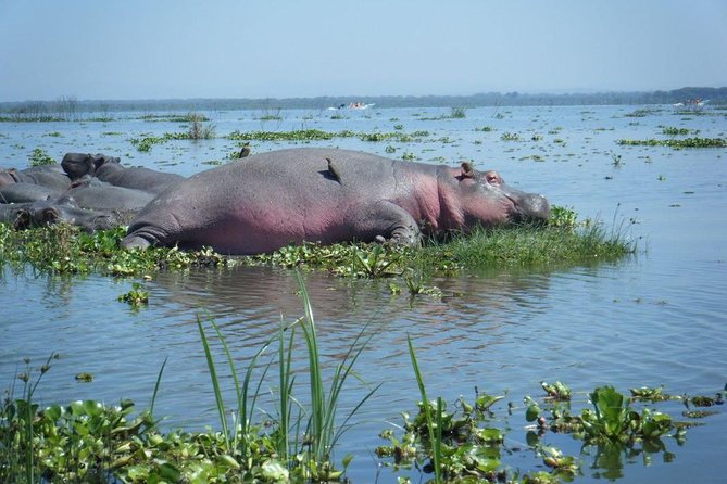 Lake Naivasha Day Tour Including the Crescent Island - Adventure at Crescent Island