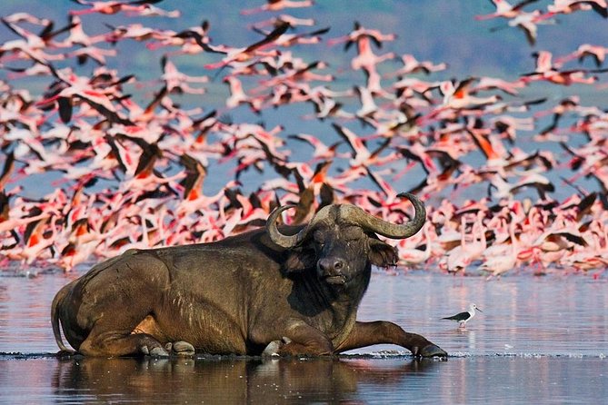 Lake Nakuru Day Trip From Nairobi - Pickup and Drop-off Locations