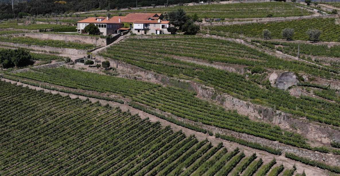 Lamego: Quinta Da Portela De Baixo Winery Tour and Tasting - Exclusive Tasting and Pairing