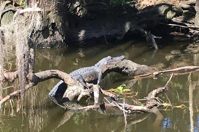 Large Airboat Swamp Tour With Transportation From New Orleans - Positive Guest Reviews