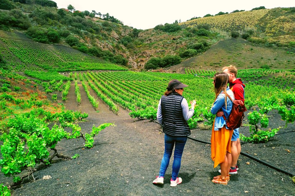 Las Palmas: Gran Canaria's Best Wineries and Views Tour - Customer Feedback