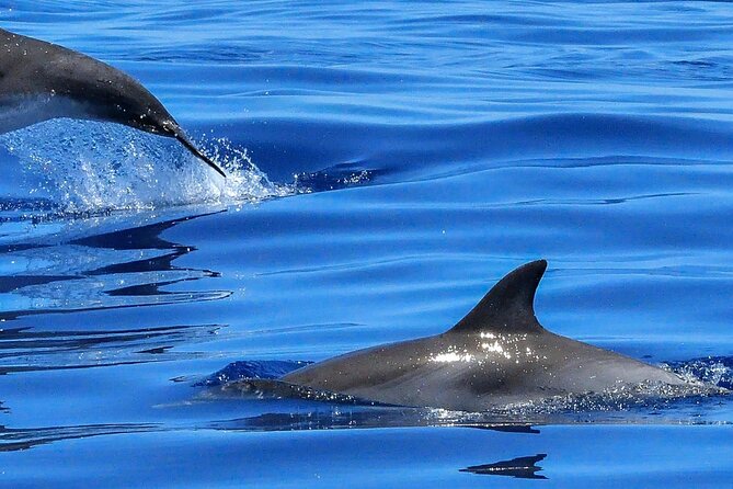 Lisbon Cruise With Dolphin Watching - Included in the Tour