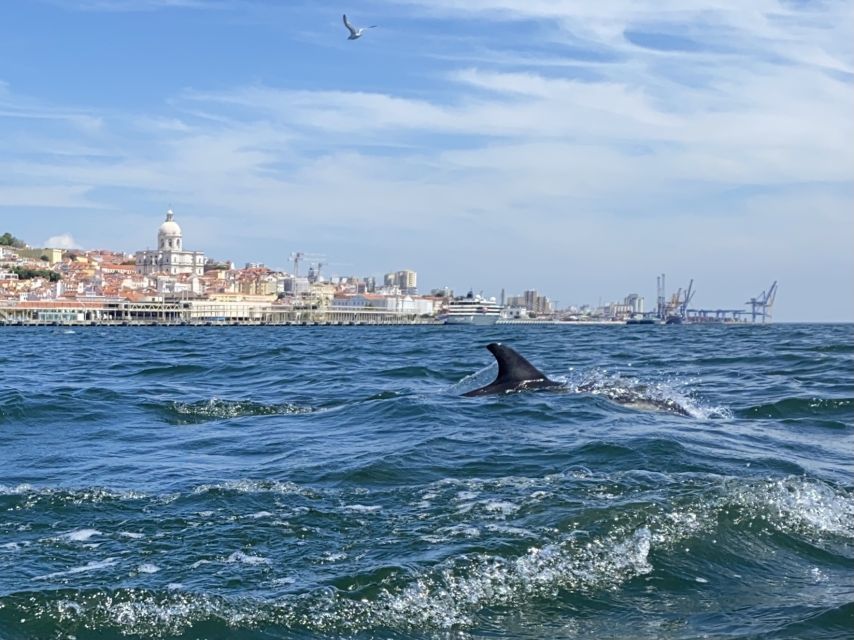 Lisbon: Dolphin Watching Boat Tour - Customer Feedback and Ratings