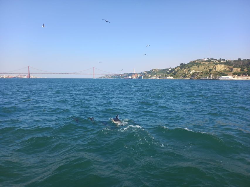 Lisbon: Tagus River Cruise to the Ocean & Dolphin Watching - Cruise Inclusions and Requirements