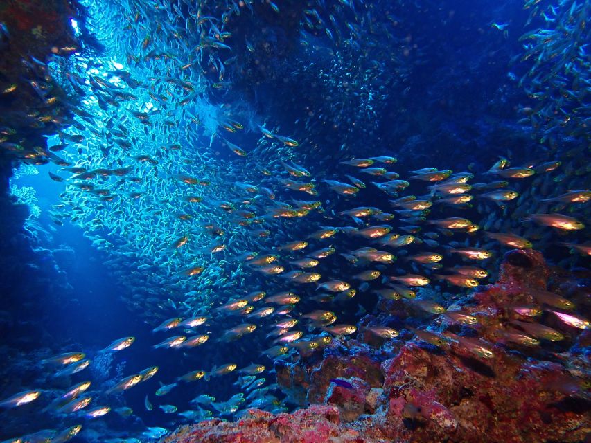 Lisbon: Try Diving in Arrábida Natural Park and Marine Reserve - Restrictions and Safety Considerations