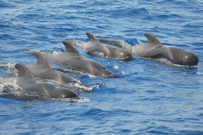 Los Gigantes Clifs Small-Group Sail Tour With Lunch - Duration and Group Size