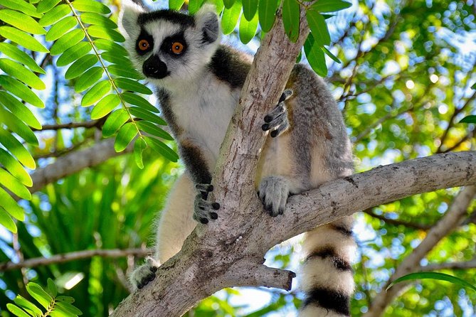 Madagascar Wildlife Tour for 02 Days - Hiking and Road Conditions