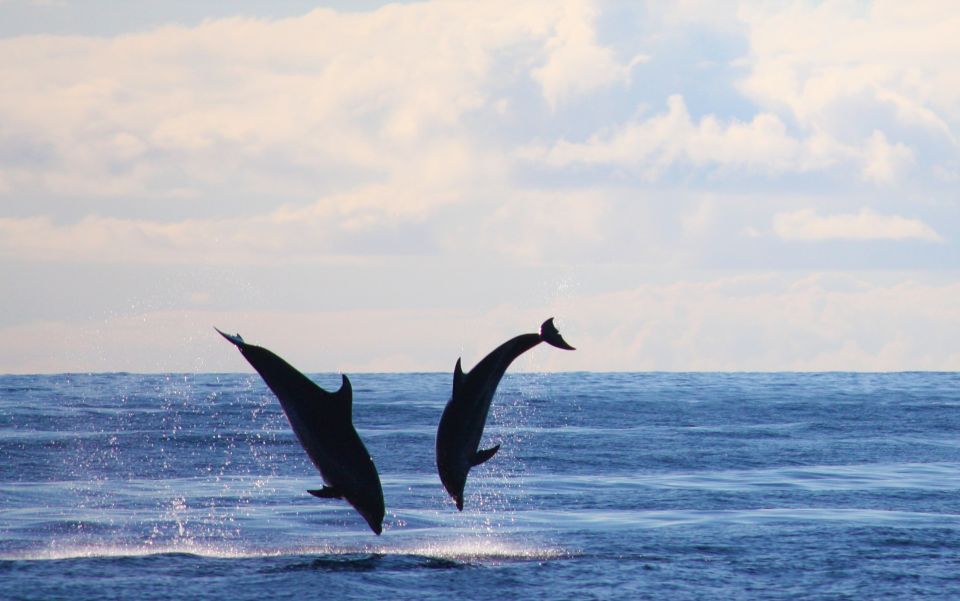 Madeira: 2.5-Hour Whale and Dolphin-Watching Cruise - Swimming and Snorkeling