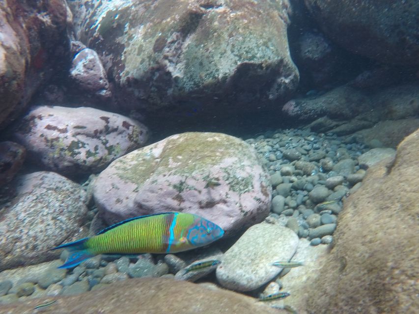 Madeira: Garajau Nature Reserve Kayak and Snorkel Tour - Booking and Availability