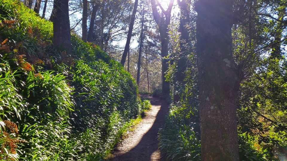 Madeira: Paradise Valley Levada Walk - Pick-up and Language Options