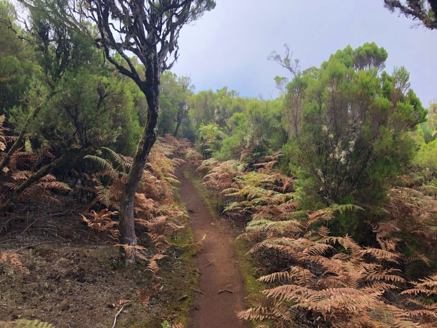 Madeira: Private Guided Vereda Do Fanal Walk PR13 - Plateau Traversal