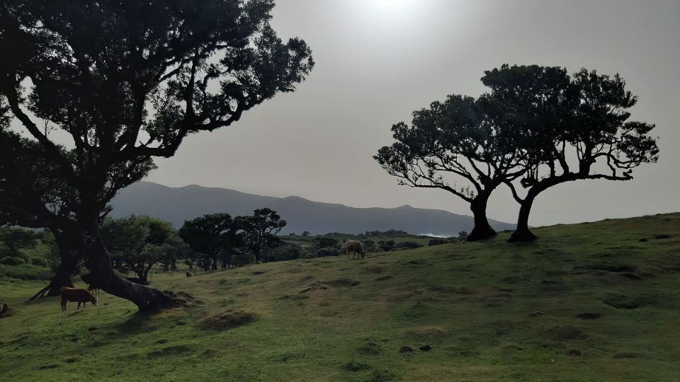 Madeira: Private Tour of Fanal Forest - Transportation and Pickup