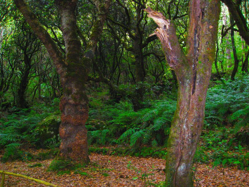 Madeira: Queimadas, Caldeirão Verde, and Levada Walk - Additional Information