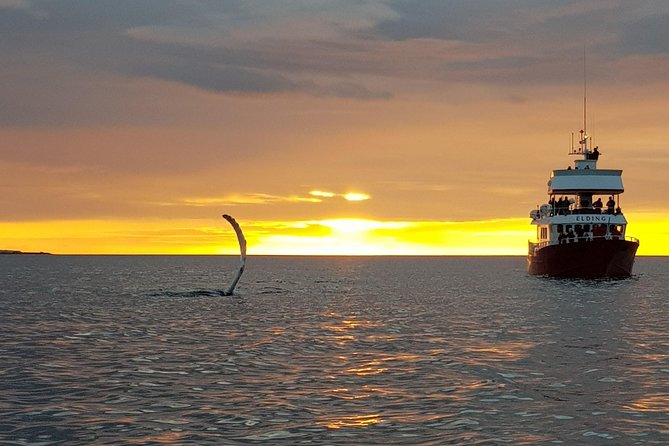 Magical Whales in the Midnight Sun | From Reykjavik - Whale Watching Tips