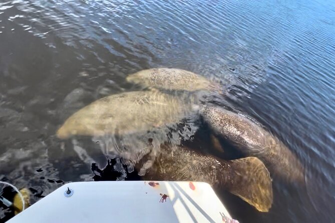 Manatee Sightseeing and Wildlife Boat Tour - Passenger Comfort and Accessibility