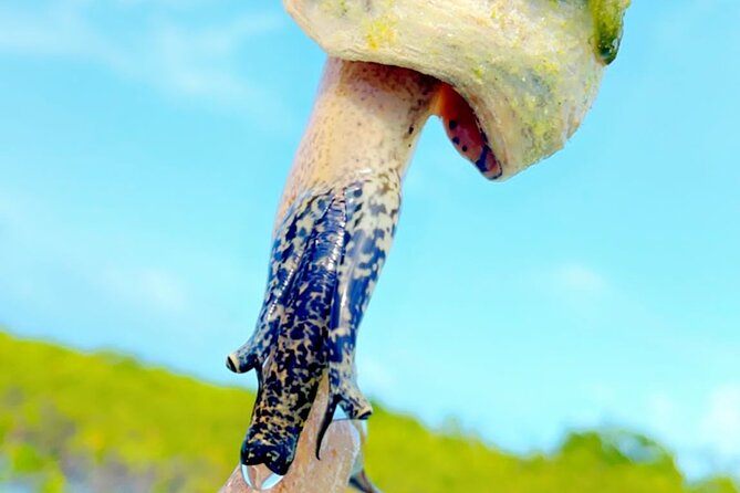 Mangrove Cay And Iguana Island Venture In Turks And Caicos Island - Kayaking Through Mangroves