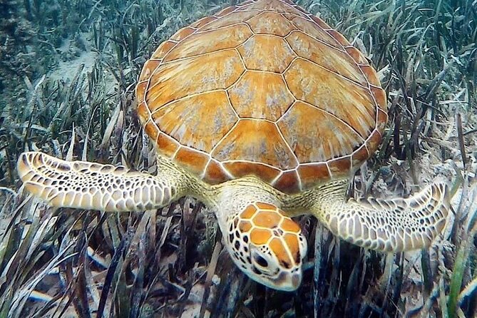 Mangrove Clear Kayak Tour - Tour Duration and Group Size