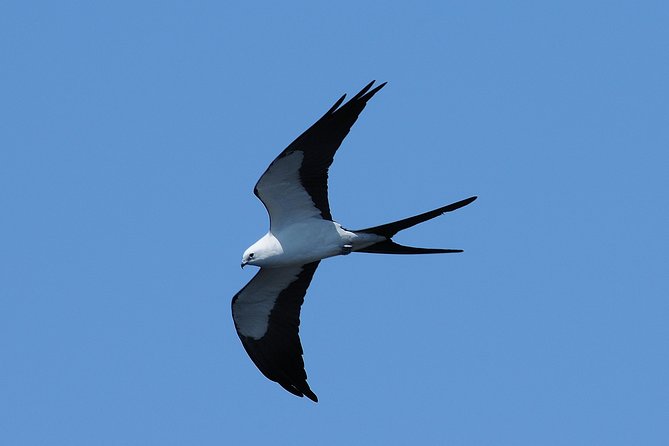 Marco Island 2 Hour Dolphin, Birding and Shelling Tour - Wildlife and Activities