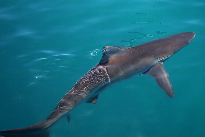 Marine Big 5 Safari From Cape Town - Dyer Island Exploration