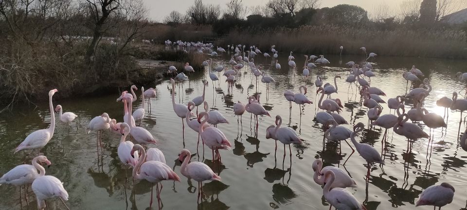 Marseille: The Camargue 8-Hour Guided Outing - Taking in Camargues Culture