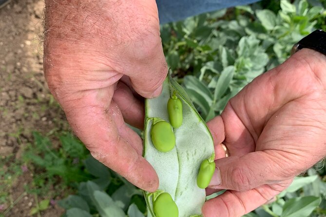 Matera Cooking Class - Meeting the Organic Olive and Orange Farm