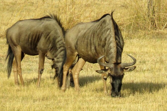 Matobo Rhino Encounter - Exploring Matobo National Park